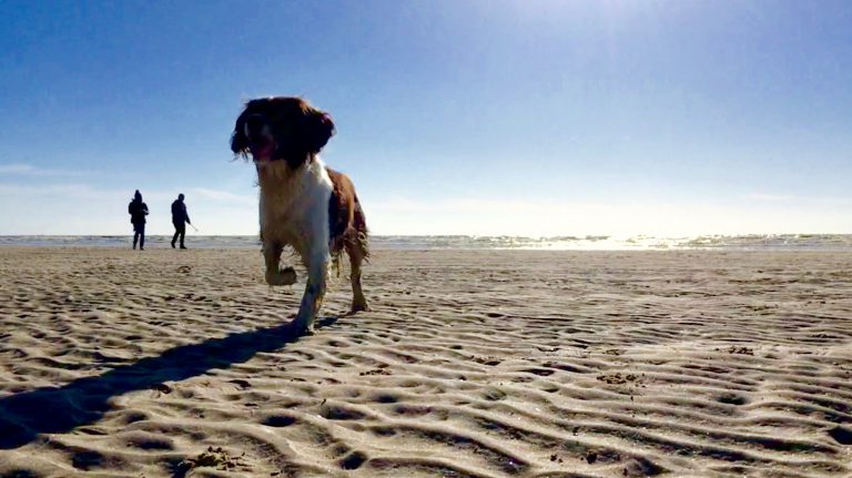 Winter weekend dog walks on the beach