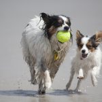 Two dogs play with a tennis ball staying at our dog friendly cottages Camber Sands.