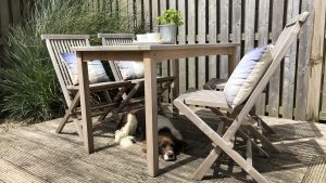 The table provides a shady place for the dog to snooze