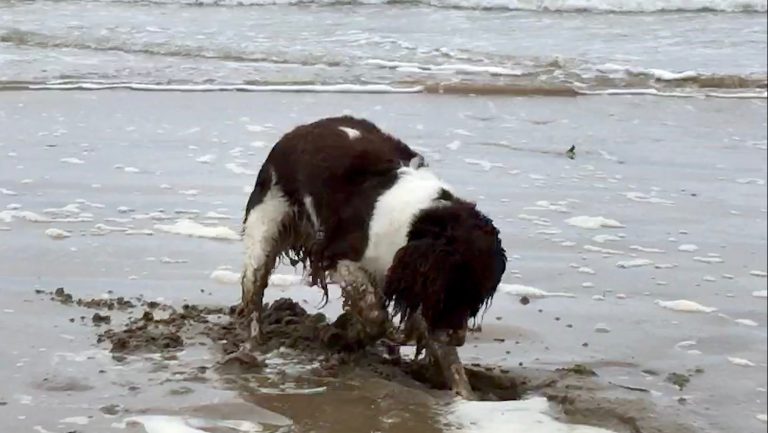 Our dog digging in the shallow water at Camber Sands beach